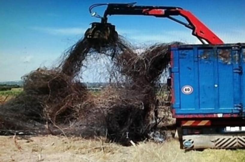 Distruggono vigneto per rubarne il ferro