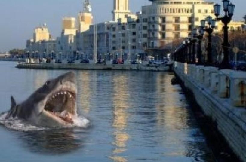 Aiuto, lo squalo è a Bari ma è un fotomontaggio