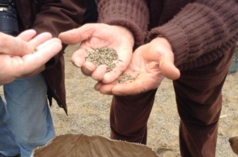 «La canapa salverà la terra tarantina» Assessore: così si bonifica