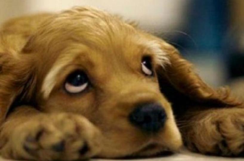Castrazione o sterilizzazione, che fare?
