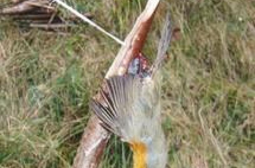 Parliament set to ban live decoys