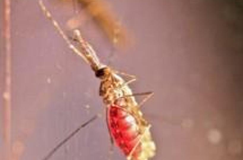 Malaria, stop donazioni  per i residenti di Ginosa La misura durerà sei mesi