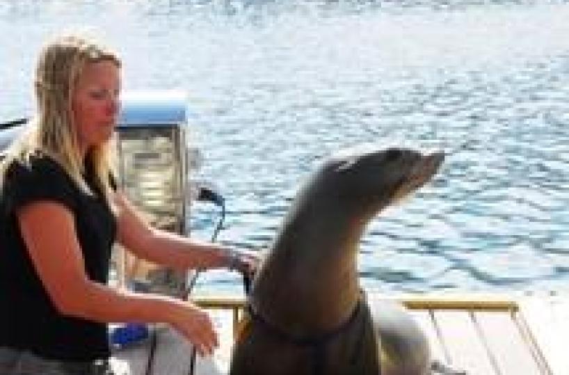 Slitta riapertura delfinario a Rimini