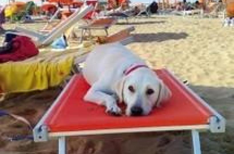 Adriatic resort boasts first ambulance service for dogs