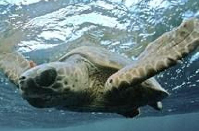 Tartarughe marine spiaggiatee morte per il freddo: 3 salvate