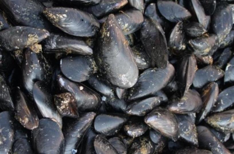 Bari, l'idea green del Poliba: banchine a base di gusci di cozze 