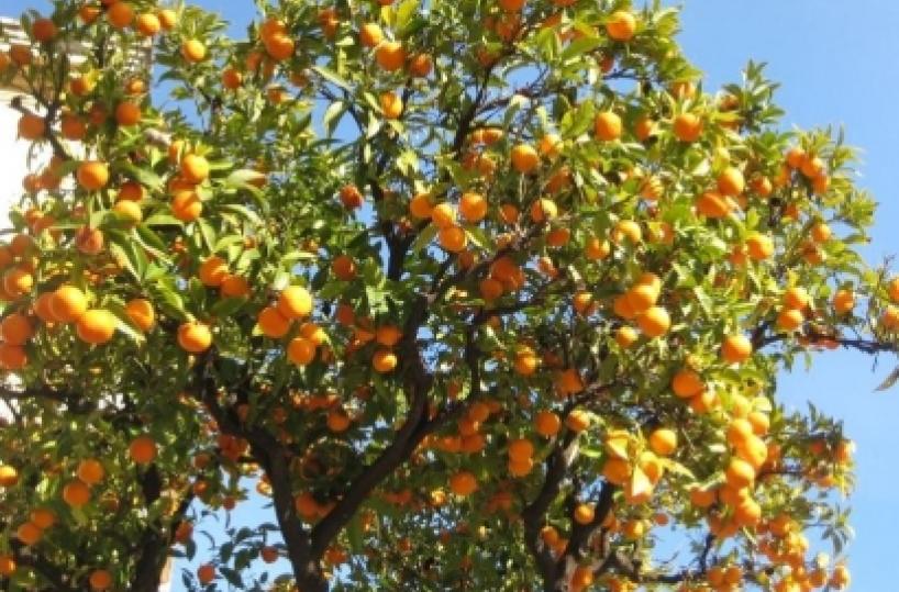 Taranto: raccolta clementini, il bilancio è sconfortante