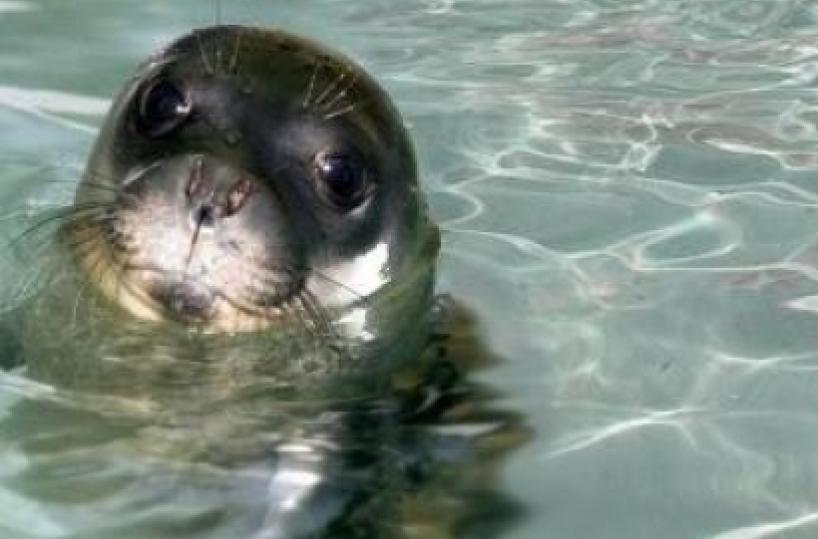 Portoselvaggio,  parte il monitoraggio della foca monaca