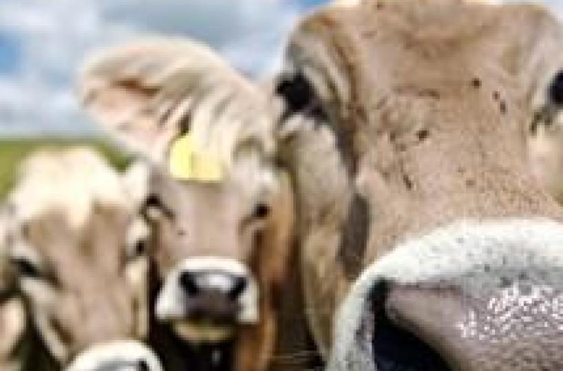 «La provicia di Brindisiindenne dalla brucellosi»