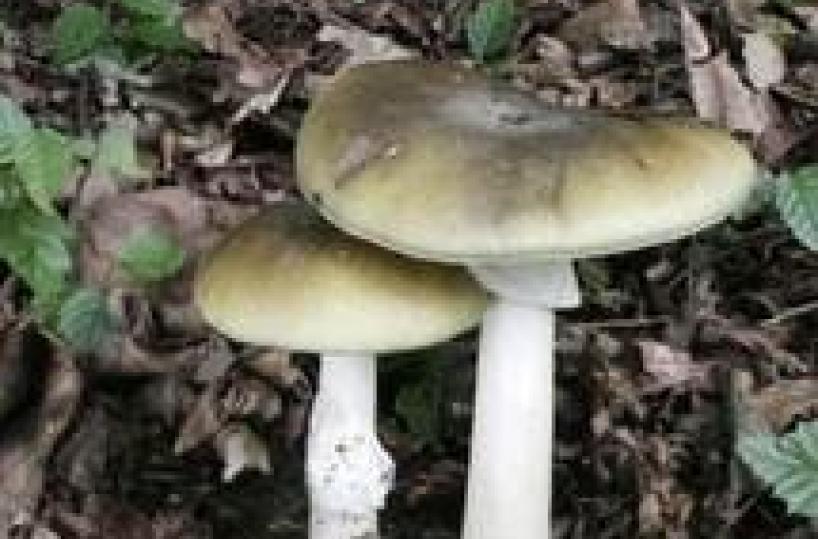 Mangia funghi velenosi,muore in ospedale