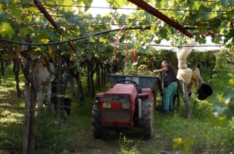 Basilicata, da regione 1mln per impianti viticoli 