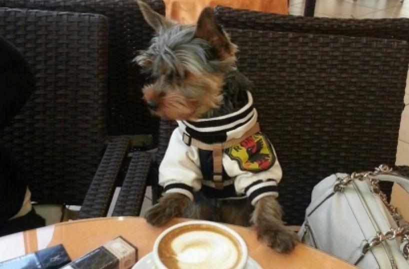 Cagnetto messo fuori da autobus di Liscio