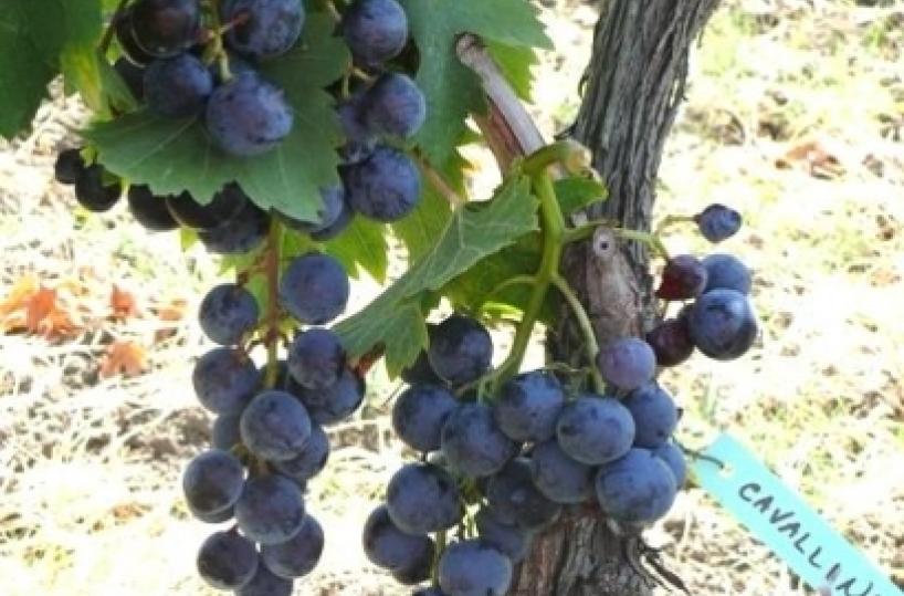 Scoperto a Tolve vitigno molto raro &egrave; l'uva cavallina
