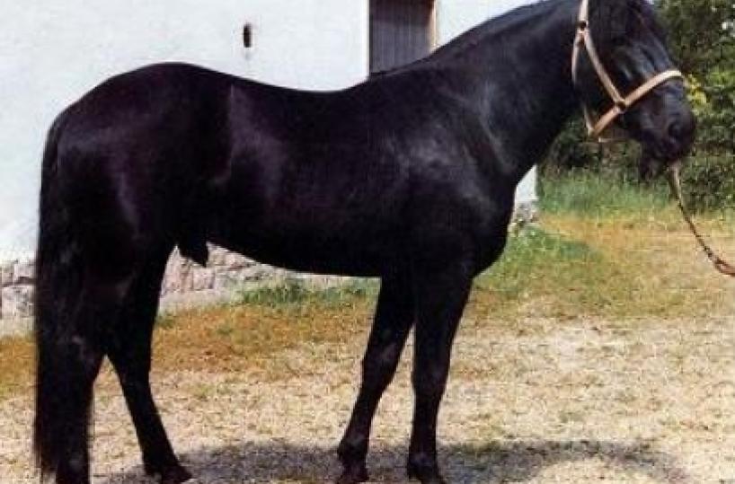 Un murgese di Martina alla Corte dello sceicco patron del Manchester city