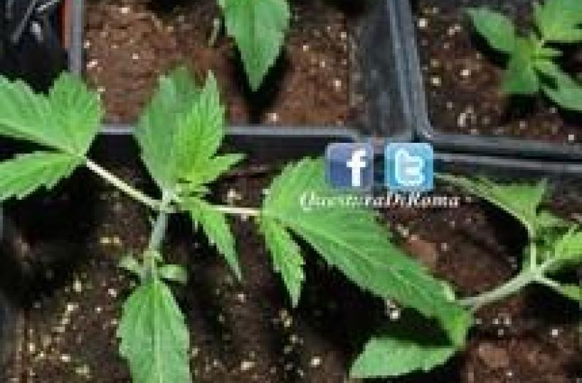 Arrestato per droga rapper Amnesia