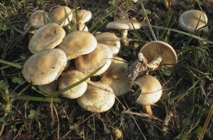 Mangiano funghi velenosi: famiglia intossicata nel Tarantino 