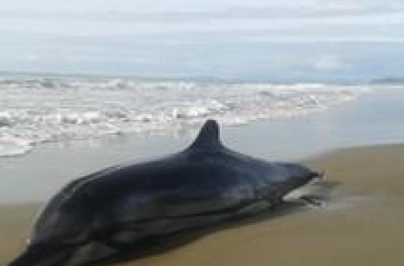 Ambiente: due delfini trovati morti in spiagge del tarantino