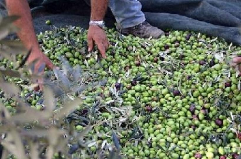 Criminalità nei campi: fenomeno globale