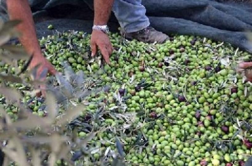 Rubano 2 quintali di olivein tre catturati ad Andria