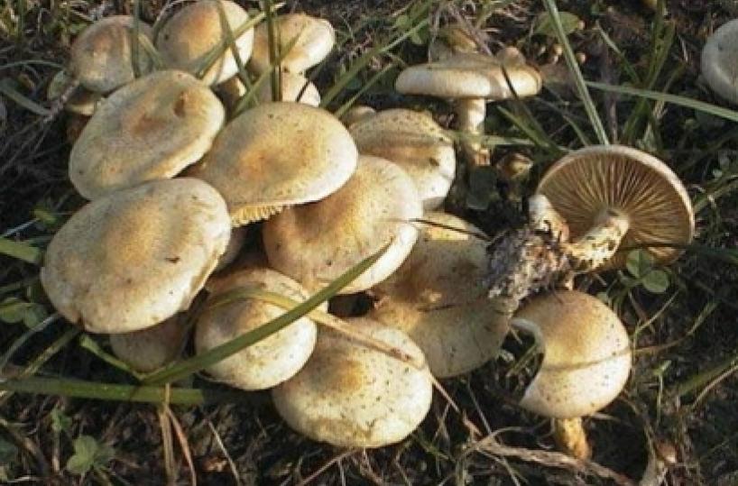 Mangiano funghi colti in campagna famiglia in ospedale