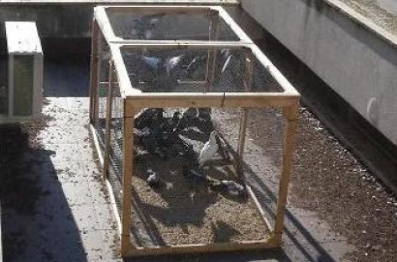 «Uccidevano» piccioni nelle gabbie dell'ospedale