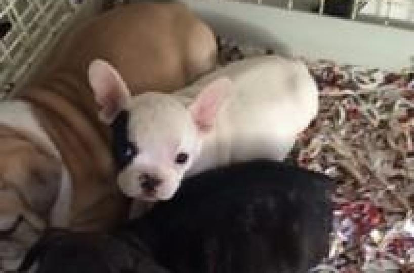 Sventato traffico di cuccioli di cani e gatti sull'Autosole
