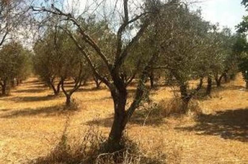 Incendio a Galatinadistrutti mille ulivi