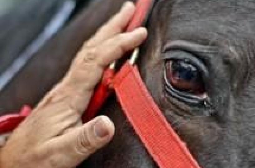 Foggia, racket dei fantini: in 13 a processo