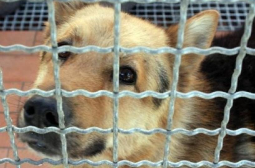 Nardò, cani maltrattati: il Comune dispone il trasferimento in un altro canile
