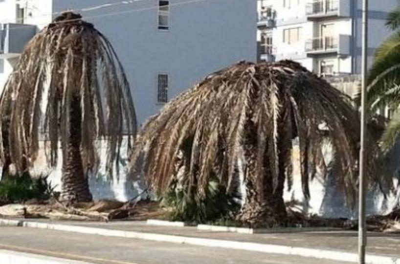 Manfredonia, palme malate tagliate e abbandonate in pineta
