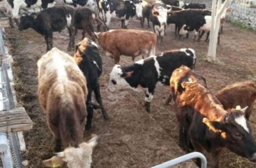 Il clan dei tir di bestiame7 arresti, alcuni foggiani