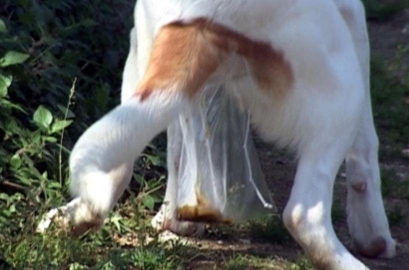 Bari, scoppia il caso multe  cacche cani: 50 o 300 euro? «Lite» tra i due capi dei vigili 