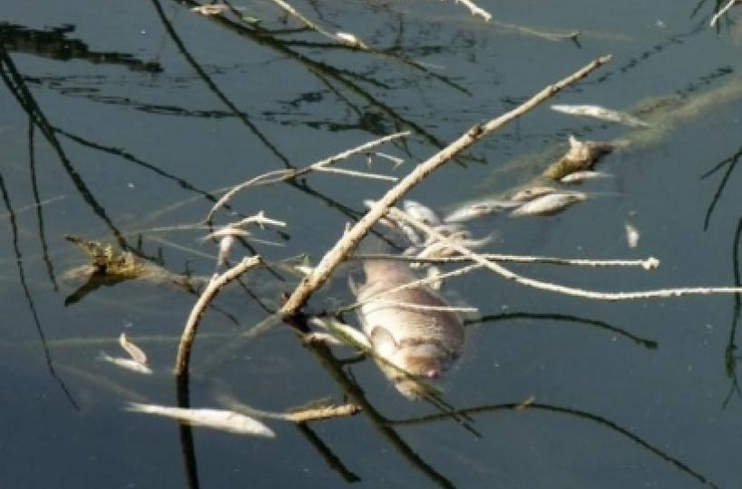 Dossier denuncia &laquo;E' per il fracking la mor&igrave;a di pesci nel Pertusillo&raquo;