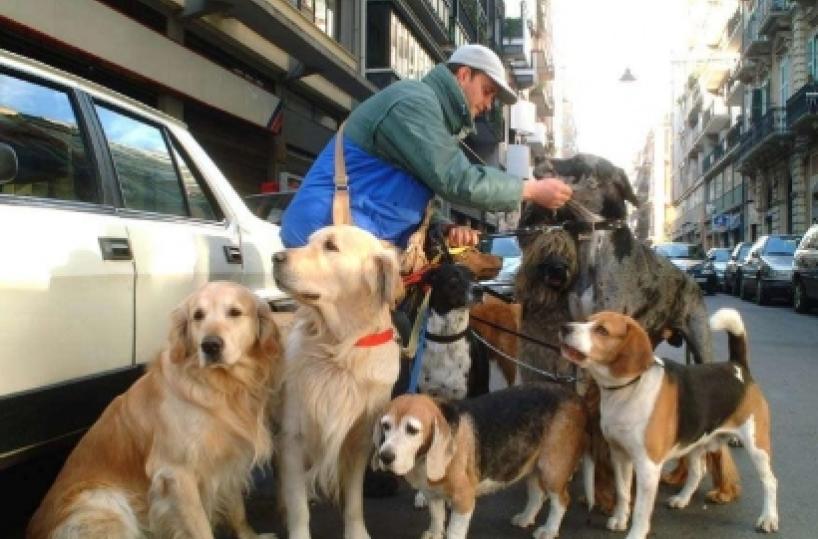 Asilo per cani i nuovi dog sitter