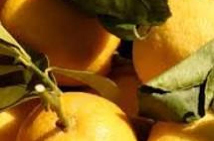 Sicilian project to transform citrus pulp into energy