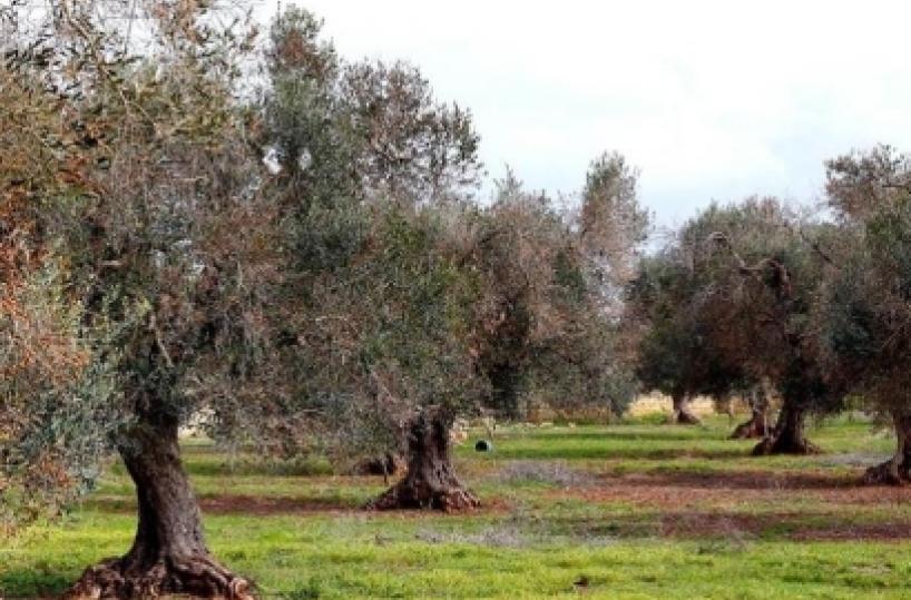 Soluzioni per città più verdi e resilienti