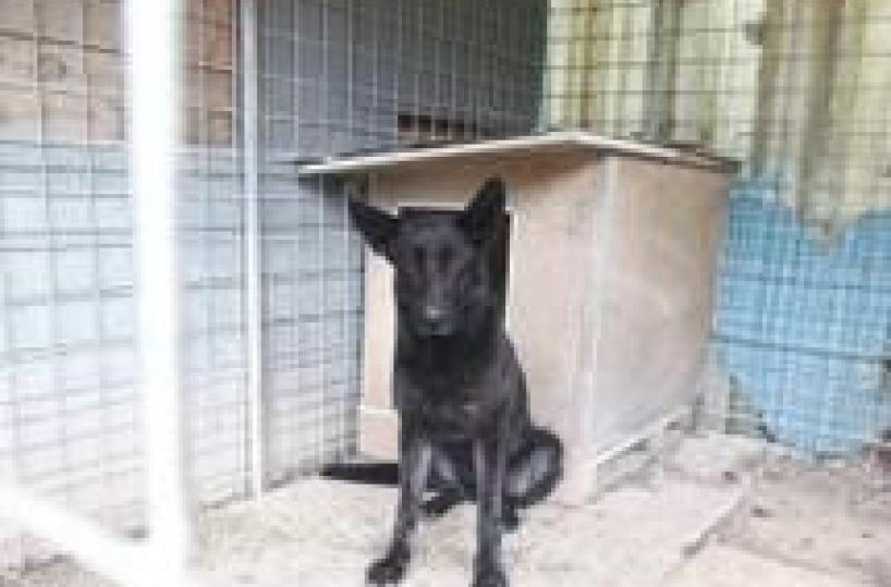 Mom, uncle probed after child killed by family dog