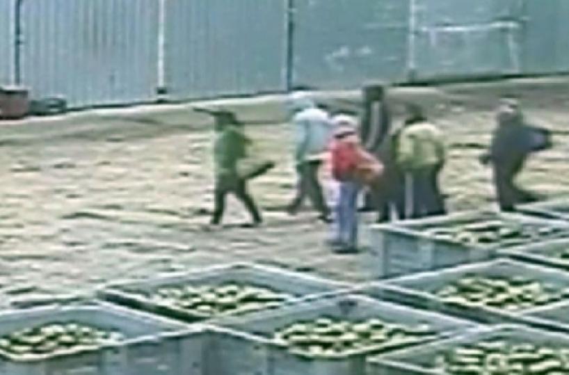 Scoperti 479 finti braccianti &laquo;Pagavano loro datori di lavoro&raquo; Nel Tarantino operazione anti caporalato