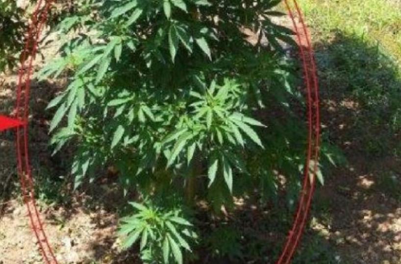 Coltivavano marijuanaarrestati 2 minorenni