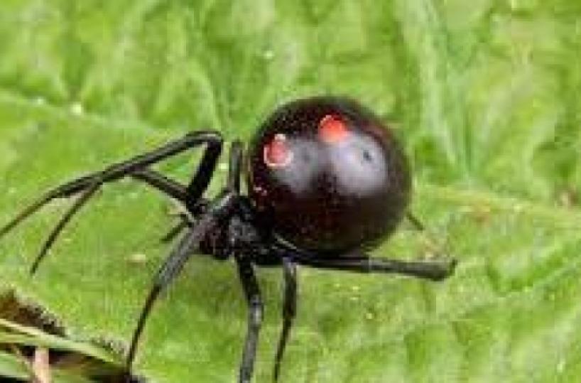 Lecce, 34enne morso da una «Vedova nera»