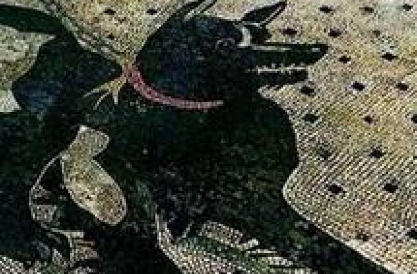 World-famous mosaic dog of Pompeii restored to former glory