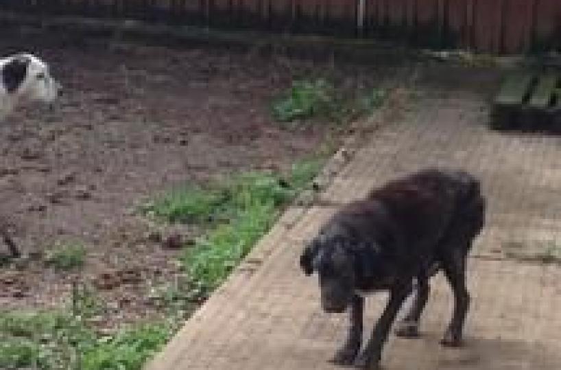 Cc e M5S scoprono canile lager