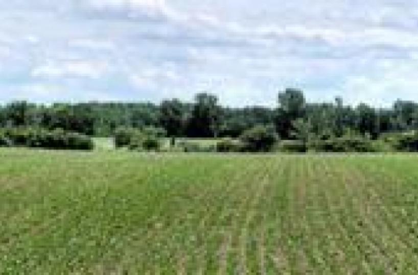 Il demanio mette all'asta terreni agricoli prelazione per giovani imprenditori 39 lotti disponibili in Puglia e Basilicata