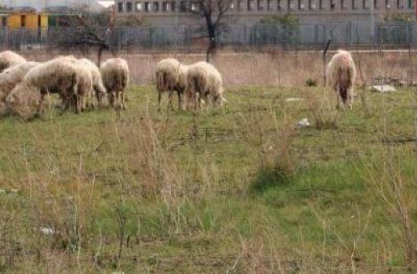 Truffa all'Ue con nomi di morti denunciata impresa agricola