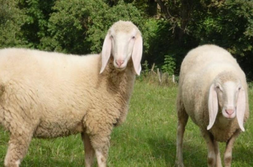 Pecore super selezionate la Basilicata fa scuola