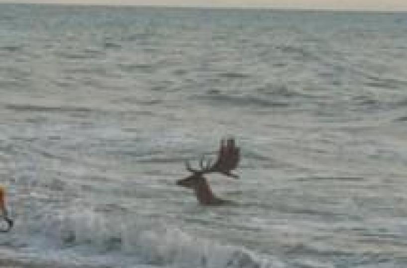 Daino in mare, salvato da bagnanti