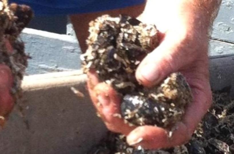 Monopoli, sequestrate2,5 tonnellate di cozze