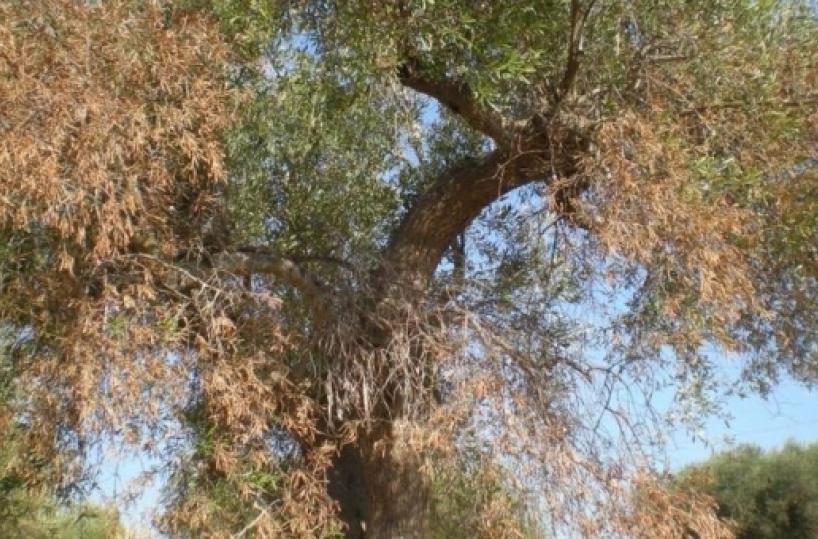 Cura di zinco e rame «Un farmaco israeliano per contrastare la Xylella»