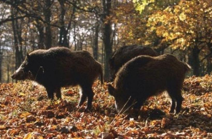 Puglia, entro 15 giorni un piano anti cinghiali