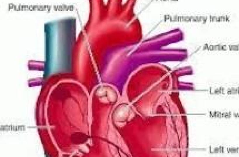 Over one million Italians have heart valve problems - ISC